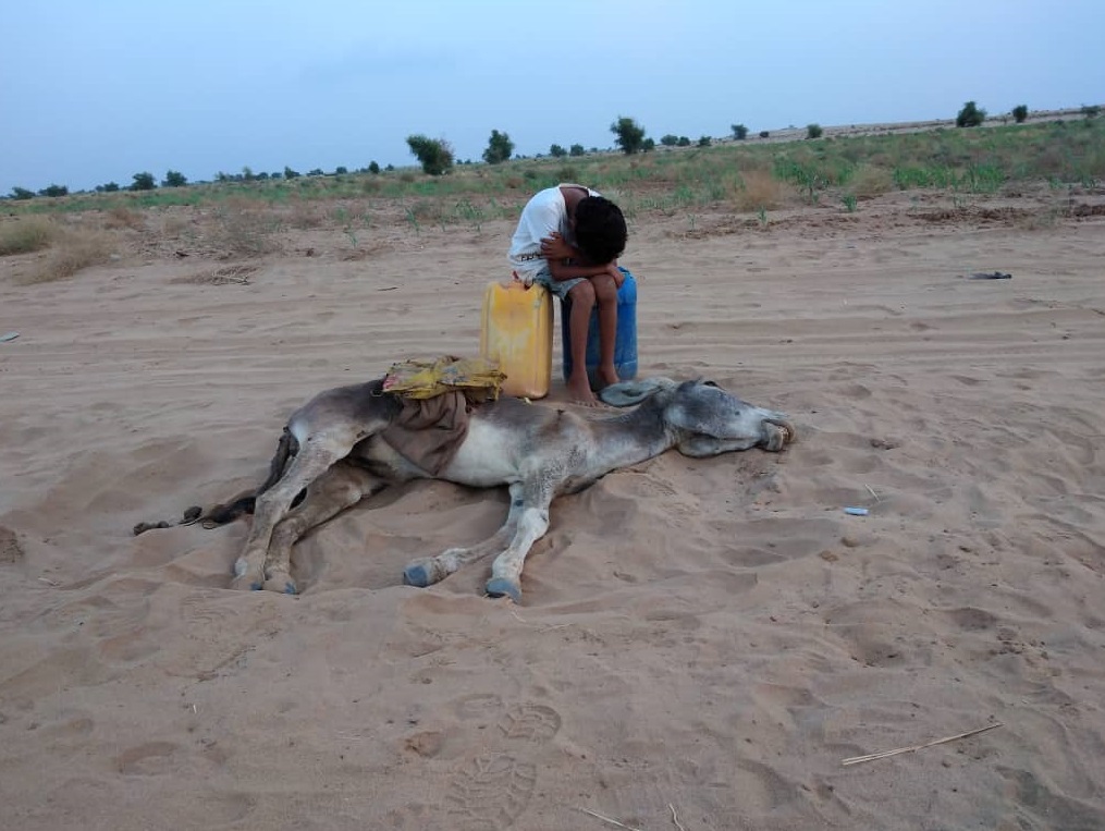 طفل يبكي موت حماره